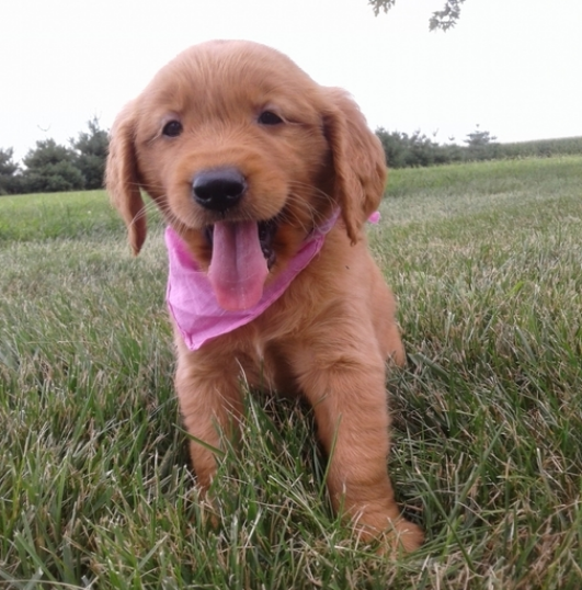 comprar cachorros sanos, baratos y asequibles para la venta